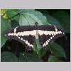 Papilio chresphontes - Mittelamerika - mainau 02.jpg